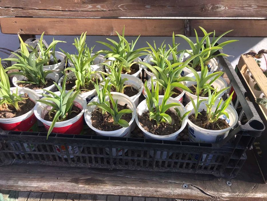 Продавам разсад хемерокалис - висок,оранжев