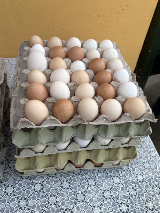 Oua gaina , oua rata. Consum si incubat