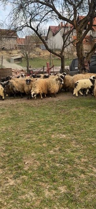 De vanzare 40 de oii cu miei dupa ele, mai multe detali la telefon 073