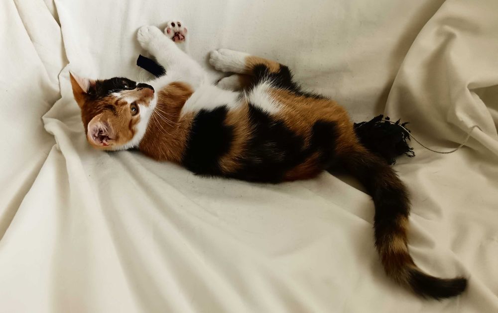 Подарявам малко котенце/ Kleine Katze zu verschenken