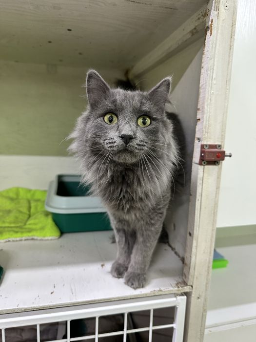 Дарю шикарного кота Шермана