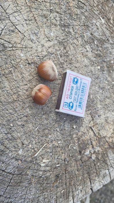 Фундук Трапезунд