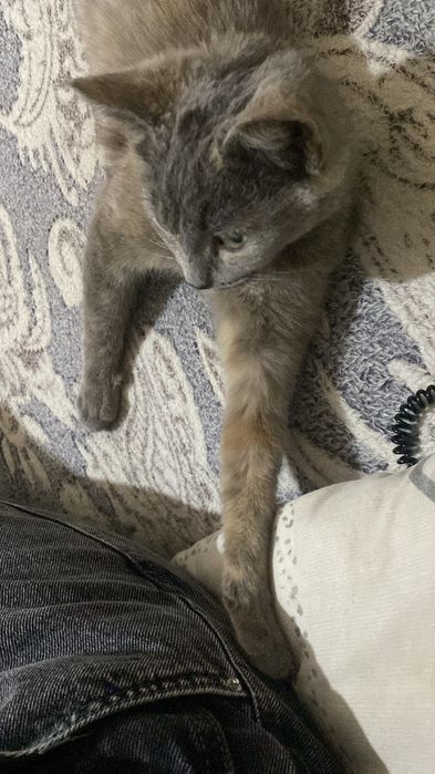 пропала кошка район гмз.