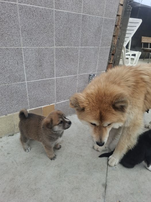 Бебета Акита Ину