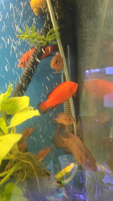 Jewel Turkana Cichlid