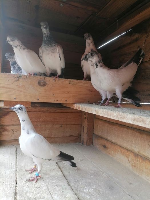 Унгарски гълъби високолетачи