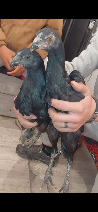 Балапандар 2 шт мекен сатылады