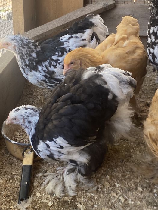 Продам цыплят подрошеных кохинхин