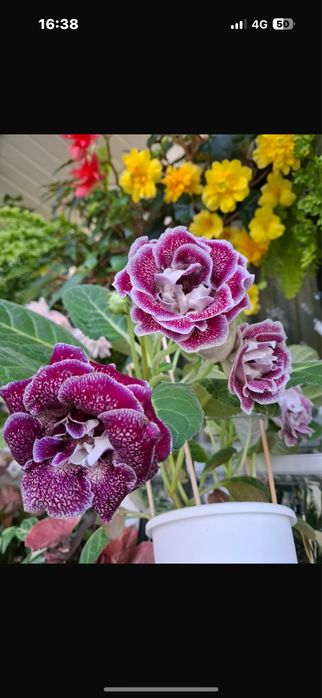 Пеларгония и глоксиния