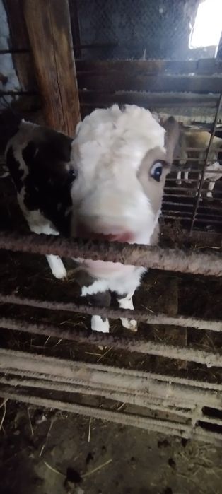 Продам телёнка ( бычок )