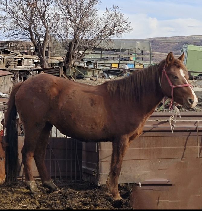 Продается кобыла 3 года