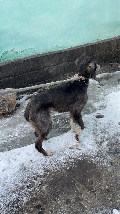 Рабочий қаншық тазы сатылады