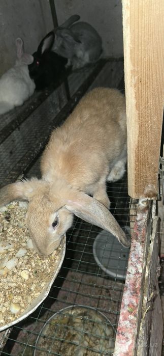 Quyon bolalari zudlik b n sotiladi velikan sort
