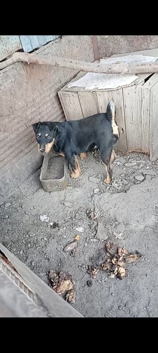 Продается ягдтерьер