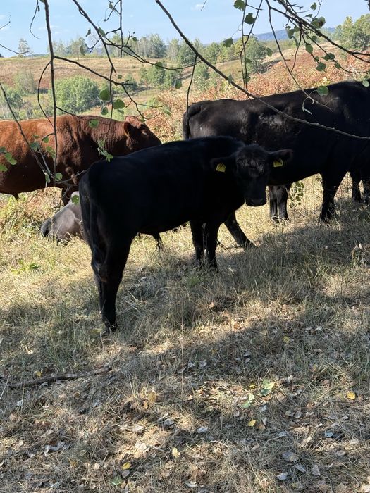 Vitei angus cu origine