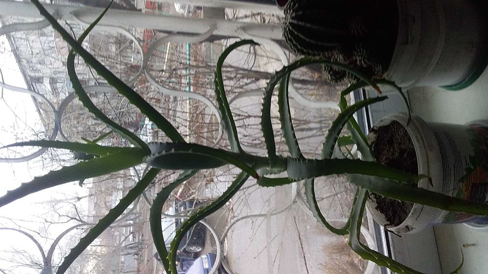 Алоэ лечебный 2-3года