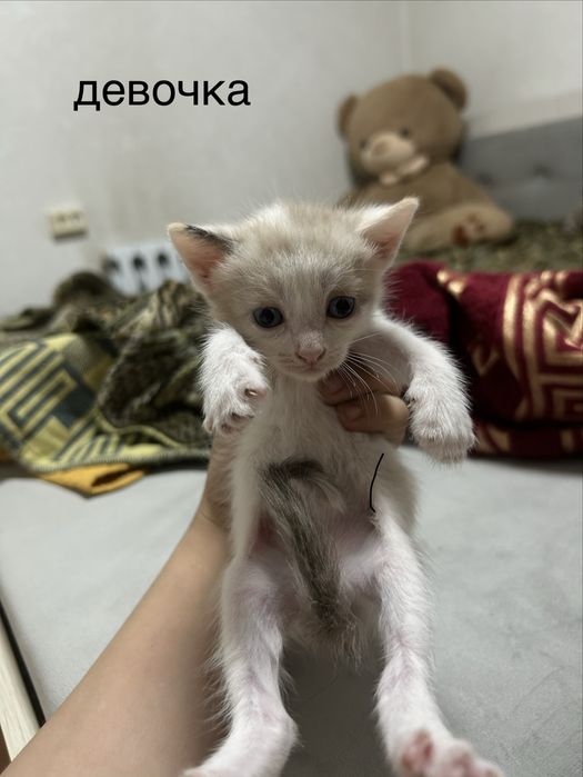 отдам котят в добрые руки