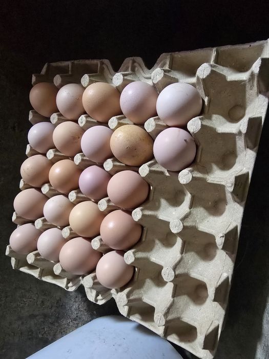 Domashniy sovuq tuhumi