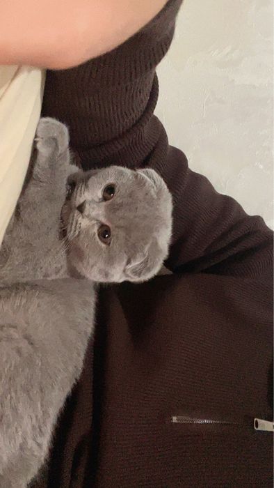 Skotsh fold mushuk sotiladi