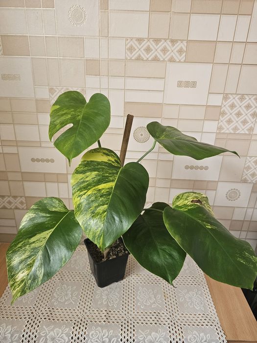 Комнатные цветы.