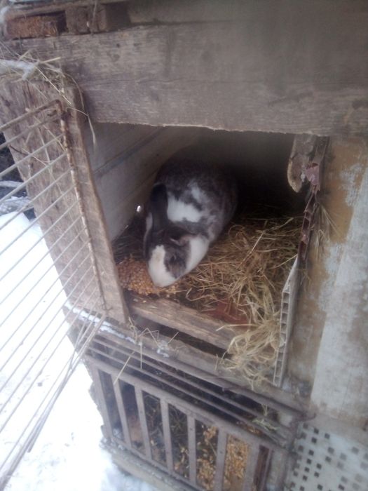 Iepuroaica disponibila