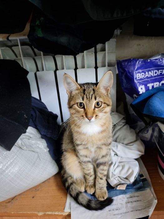 Отдам котят   в добрые руки