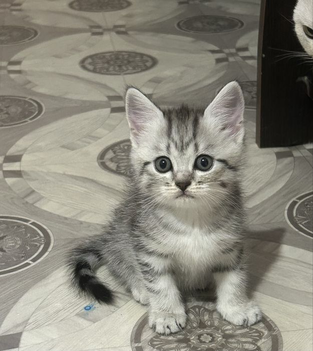 Продам шотланского котенка