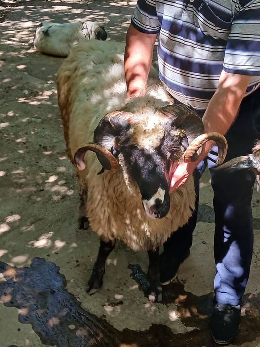 Oi de vânzare bune