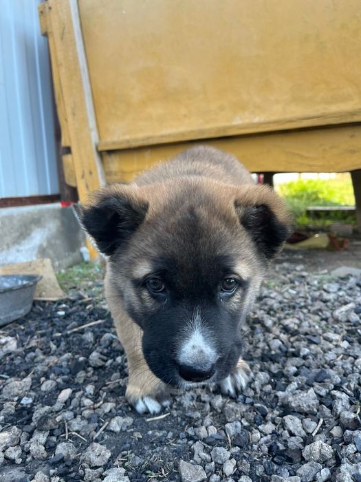 Чистый тобет продам