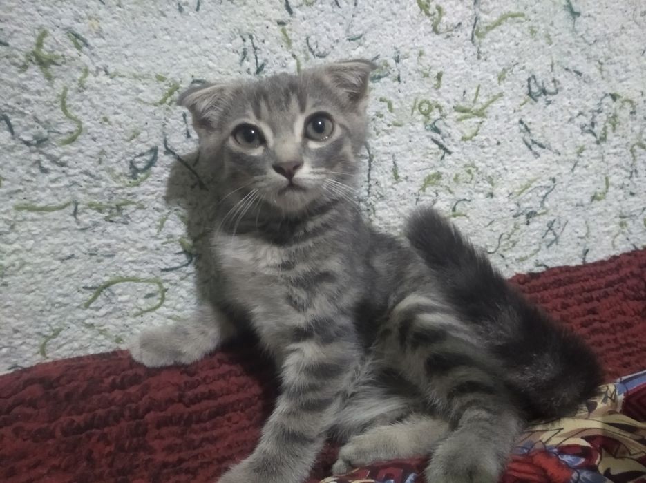 Продаются срочно!