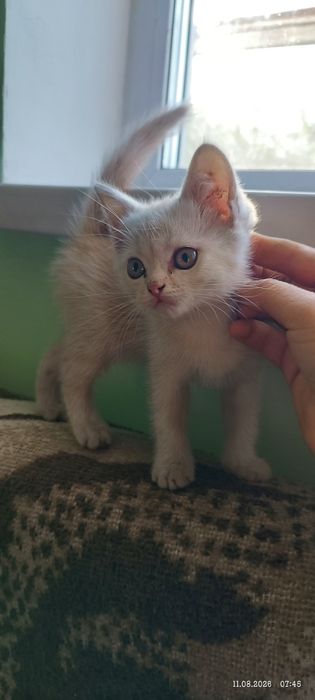 Британские котята