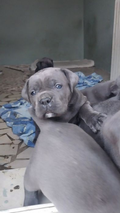 Щенки кане корсо