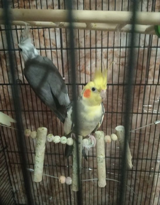 Papagali Nimfe de vanzare