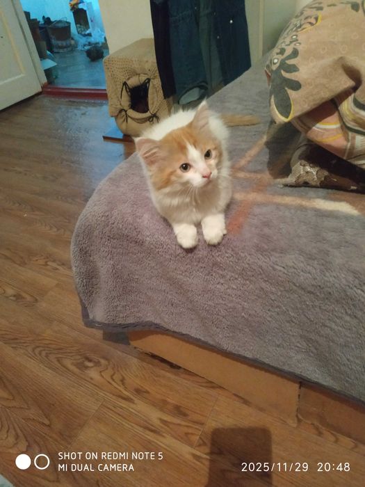 Отдам котят бесплатно