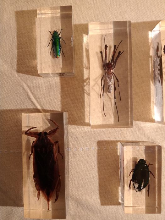 Продам   насекомых в стекле