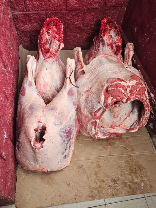 Продам мясо говядины