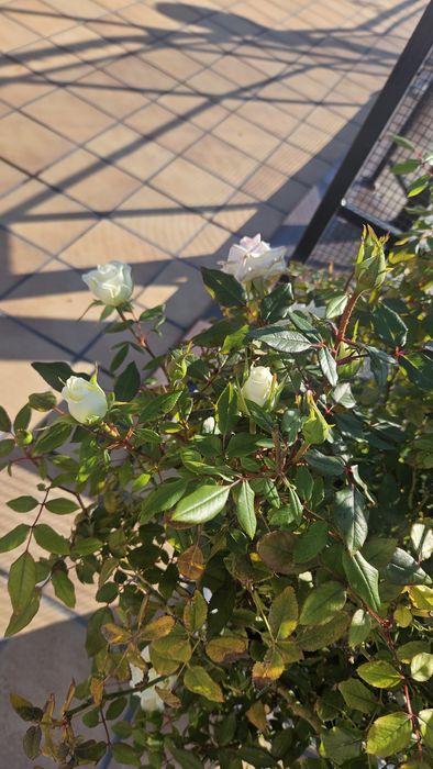 Бяла роза със саксия