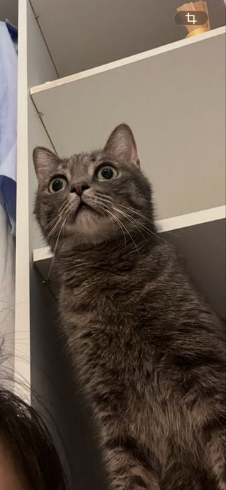 Отдам кота кастрированный