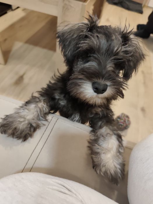 Подарявам куче на 3 месеца