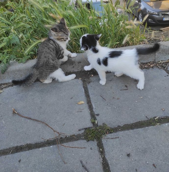 Котета търсят дом