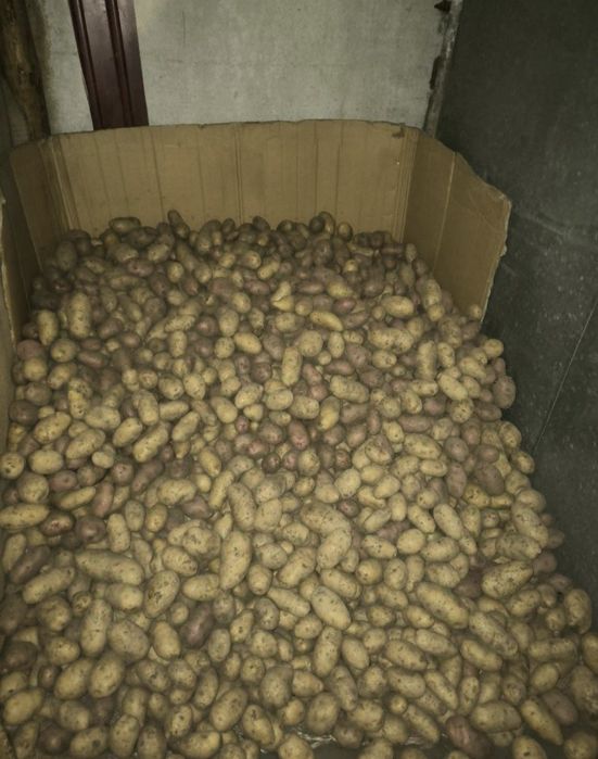 Продам картофель