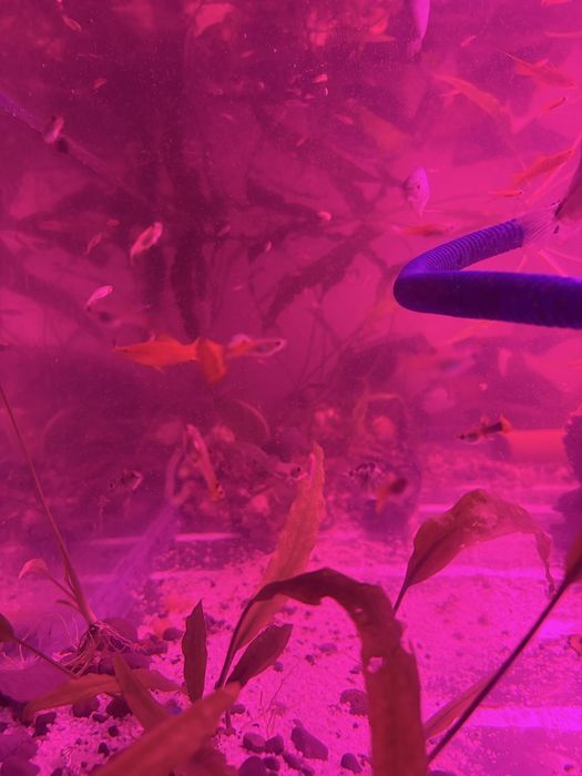 Продам гуппи  продам