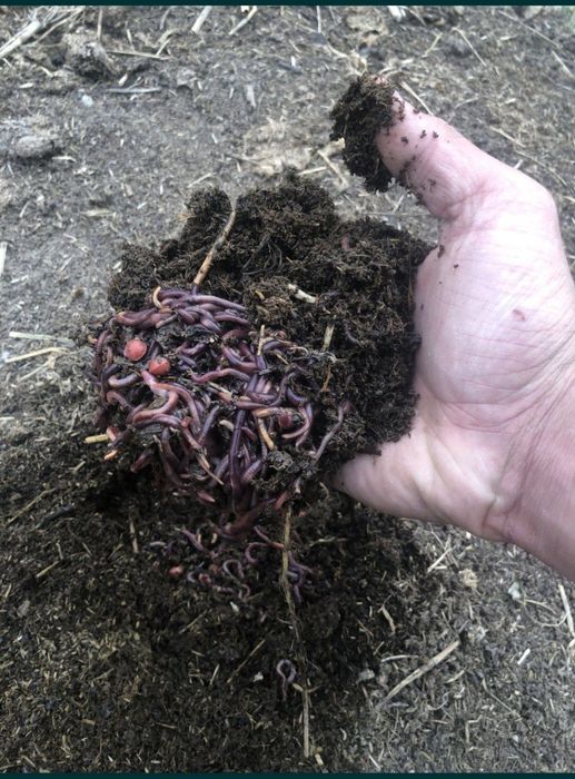 Baliq uchun Kaliforniya chuvalchanglari sotiladi

1kv da 2ta banan kar