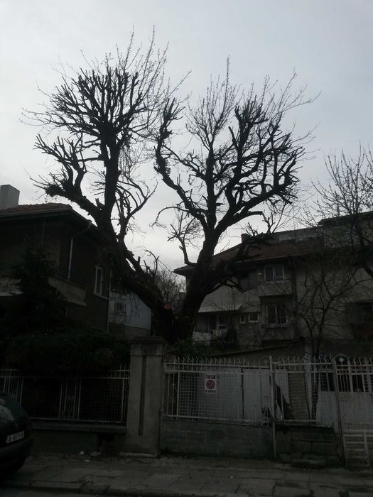 Рязане на опасни дървета