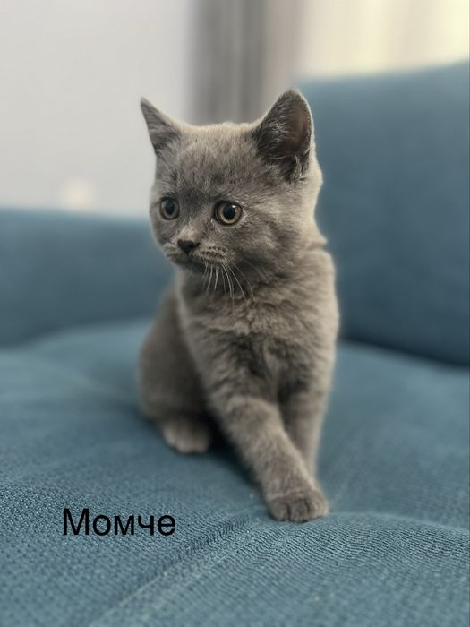 Котенца  си търсят дом