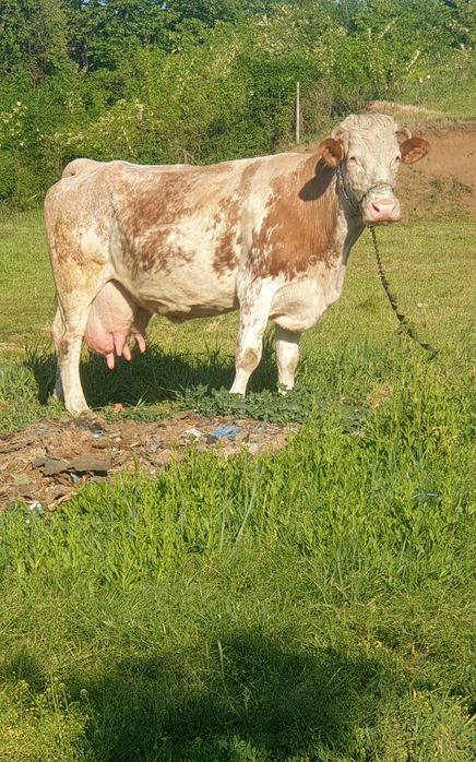 Vând Vacă Belgiană Roșie talie mare  (22 -25 L lapte)garantat cu proba de muls + Vițel de 5 săptămâni ,