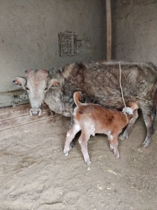 Тозза туккан Она бола гуножин 1чи Корин сотилади