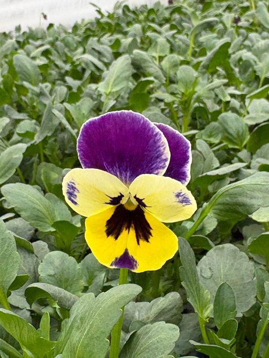 Теменужки в табли