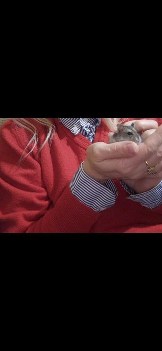 Puiuți de Hamsteri pitici