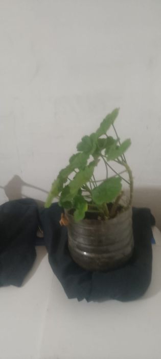 Продам комнатные цветы